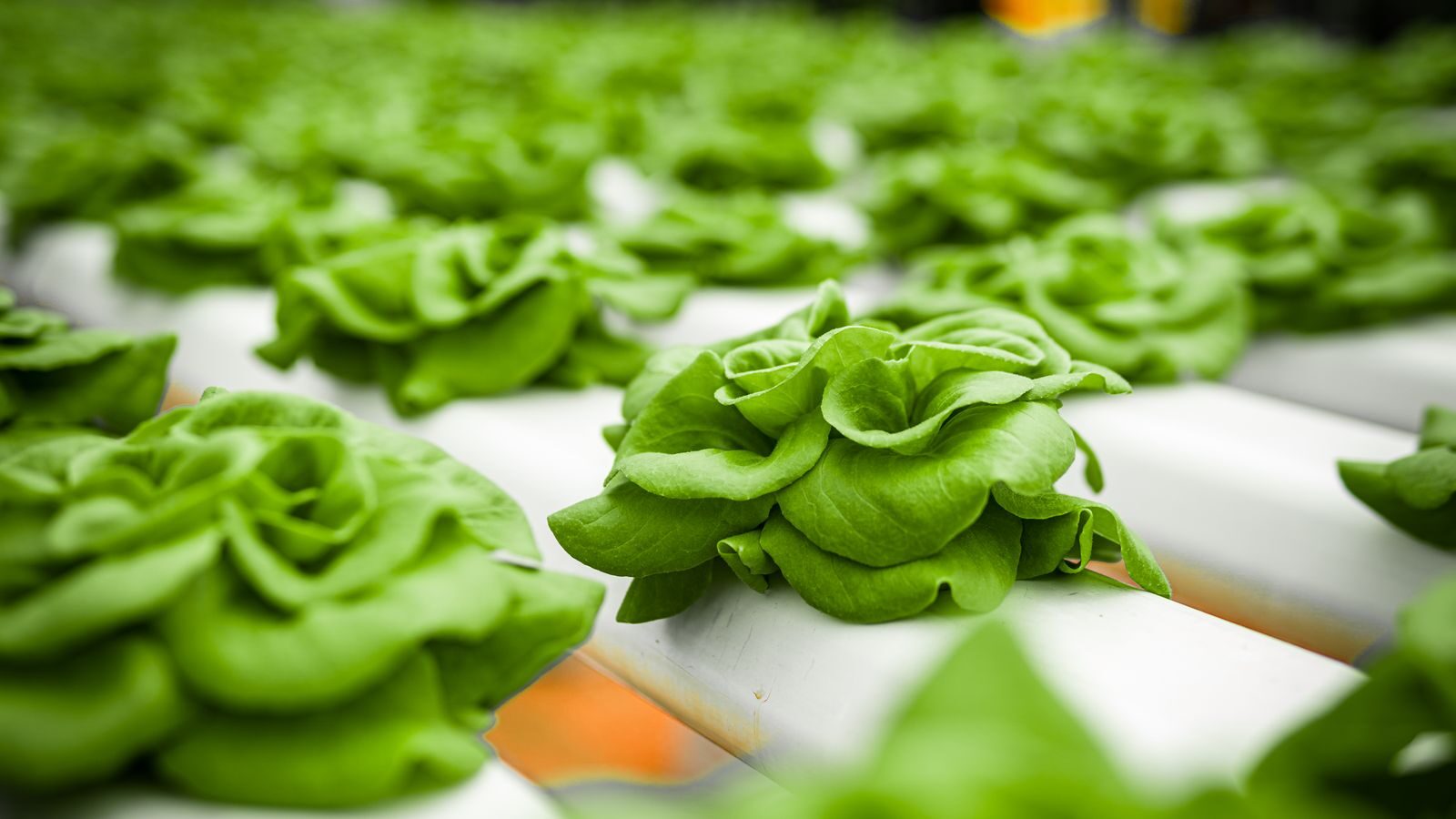 Hydroponic lettuce heads growing in channels