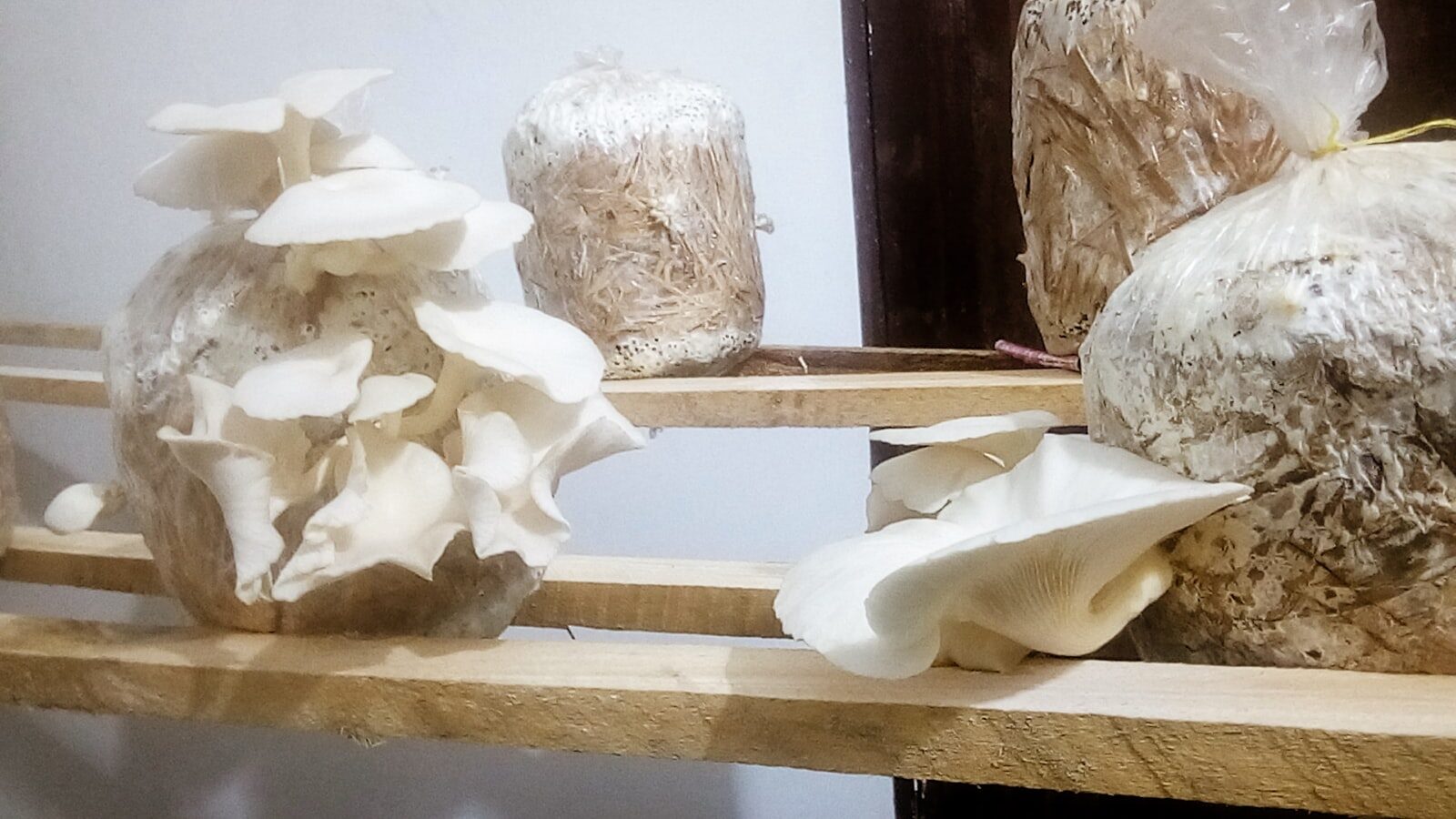 White oyster mushrooms fruiting from indoor grow bags